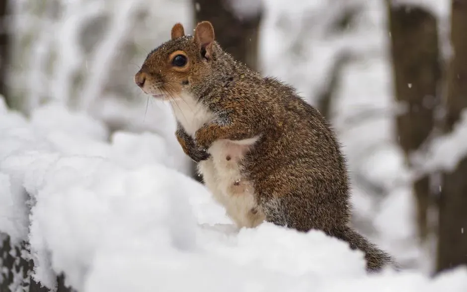 Implications for Human-Squirrel Interactions (Image Credits: Pexels)