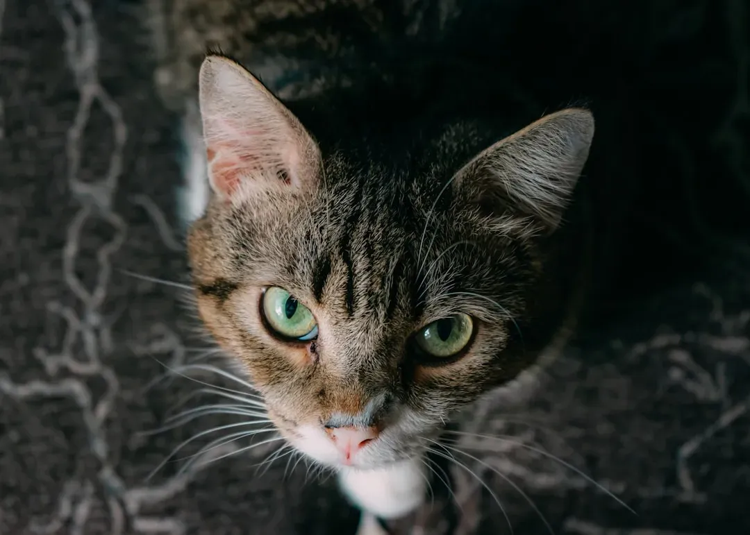 Touch and Vibration Detection: Feeling the World in Darkness (Image Credits: Unsplash)