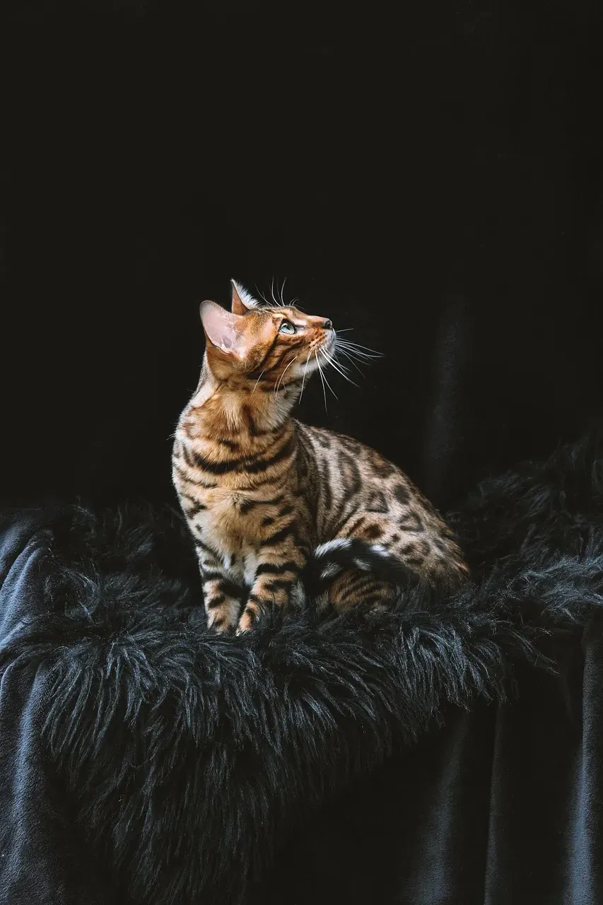 Scorpio and the Bengal (Image Credits: Pixabay)