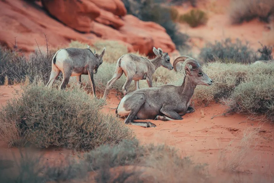 #10 - The Desert Bighorn Sheep Return to the Cliffs (Image Credits: Pexels)