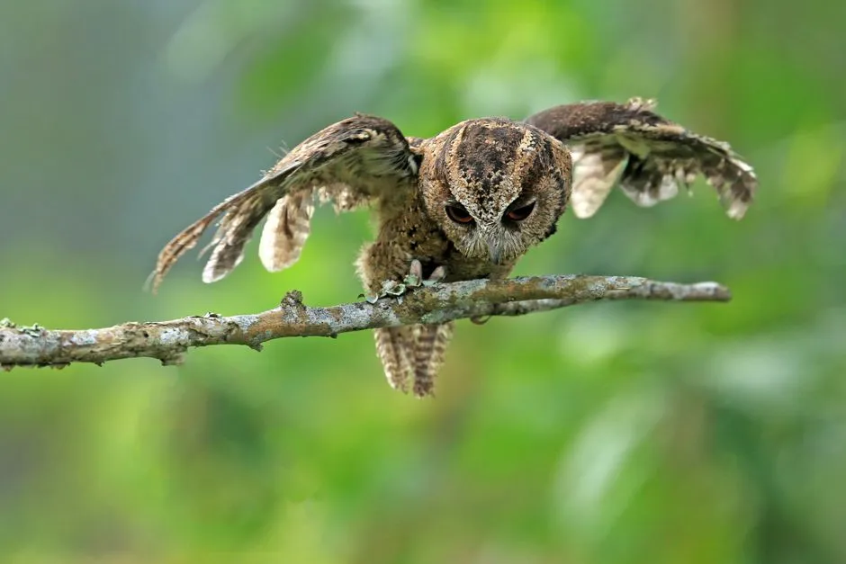 Libra: a search for balance that unsettles the bird's instinct (Image Credits: Pexels)