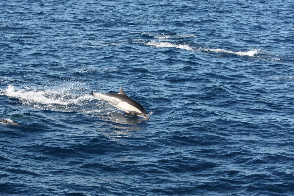 Social Brains, Complex Lives: Why Dolphins Needed “Names” (Ken Lund, Flickr, CC BY-SA 2.0)