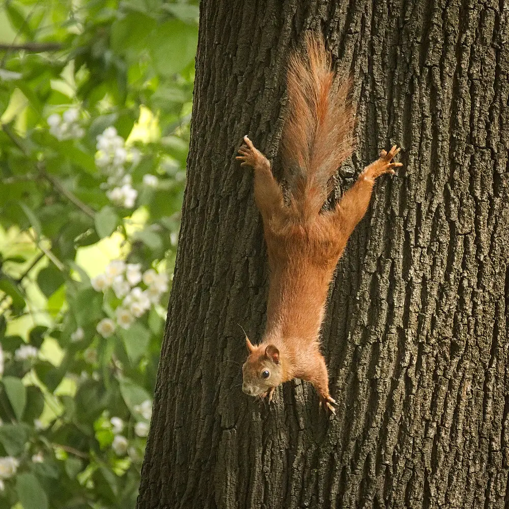 8. Squirrels Build Entire Nests You've Never Spotted (hedera.baltica, Flickr, CC BY-SA 2.0)
