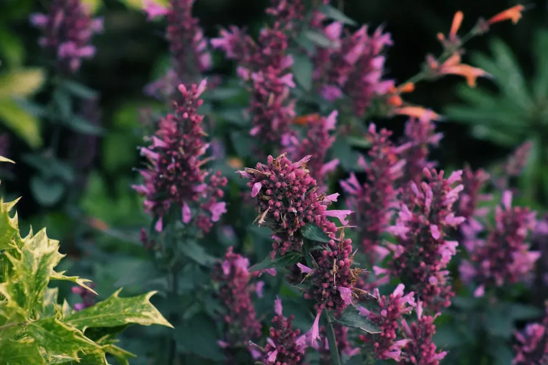 #12 &ndash; Agastache Offers Fragrant Spikes When Feeders Sit Ignored (Image Credits: Unsplash)