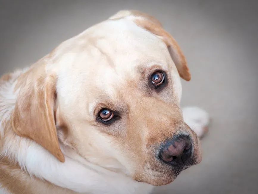 #5: Labrador Retriever - Friendly, But Deeply Attached (Image Credits: Pexels)