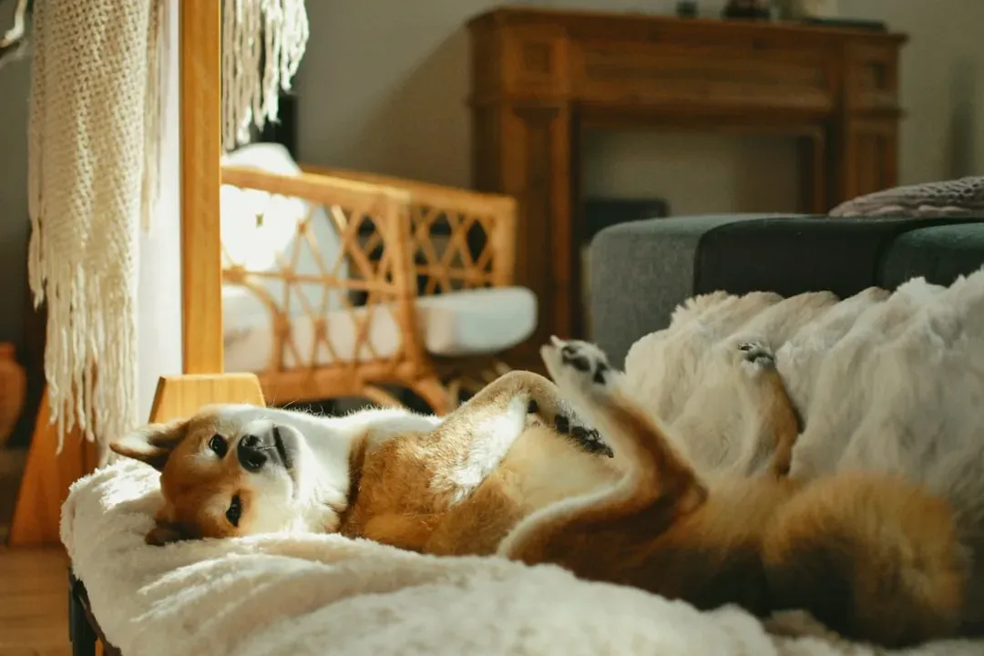 #1 - They Sleep Belly-Up Right Next to You (Image Credits: Unsplash)