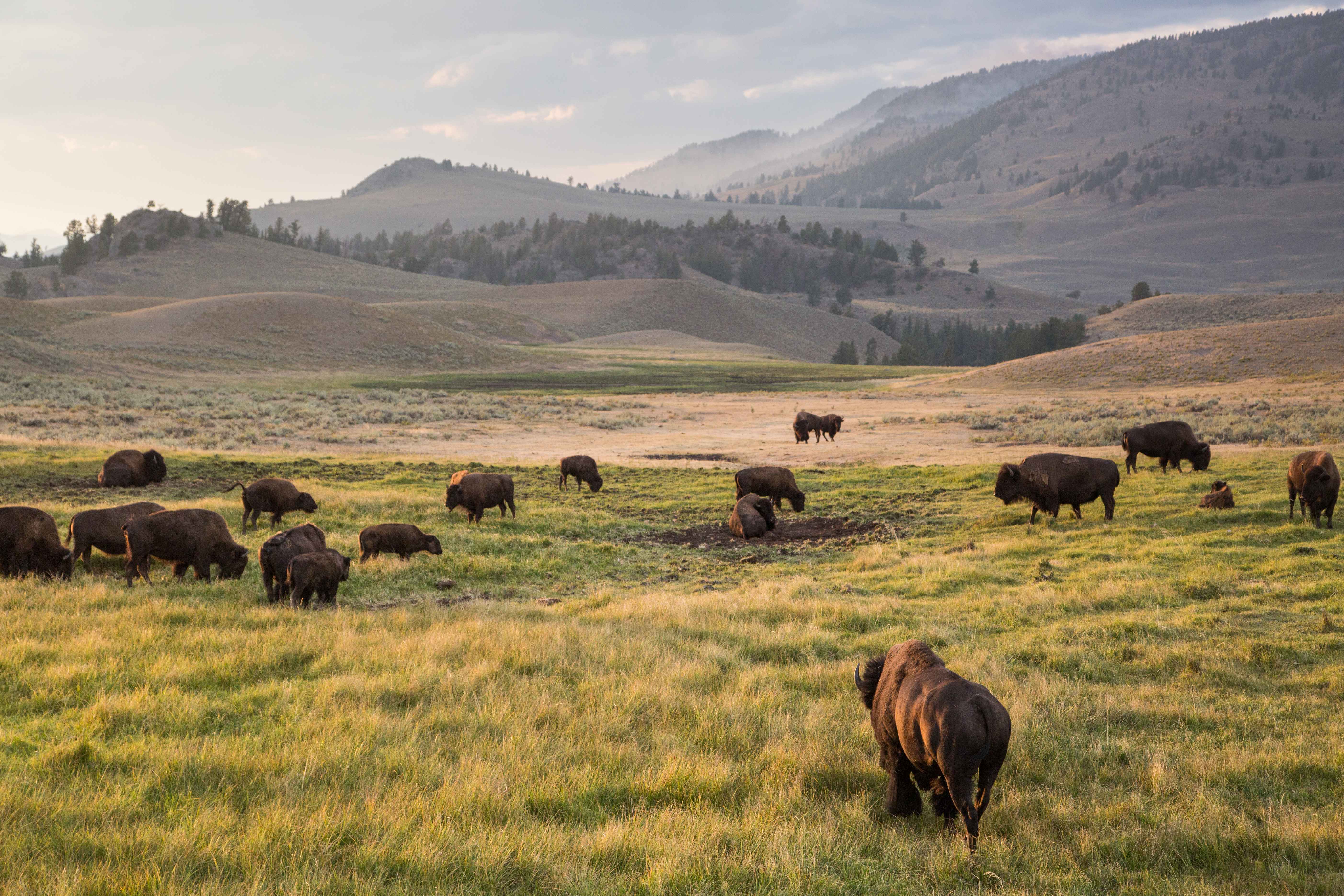 Lamar Valley: America's Serengeti (Image Credits: Wikimedia)