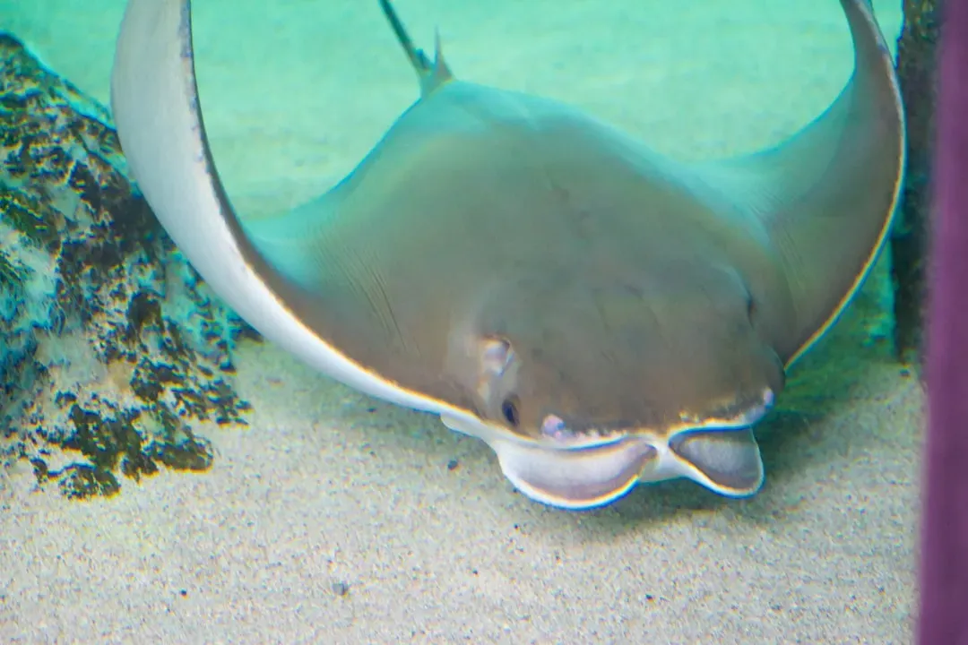#12 - Stingrays: The "Dangerous" Fish That Glide Over Open Hands (Image Credits: Unsplash)