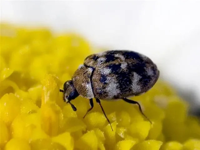 8. Carpet Beetles (jeans_Photos, Flickr, CC BY 2.0)
