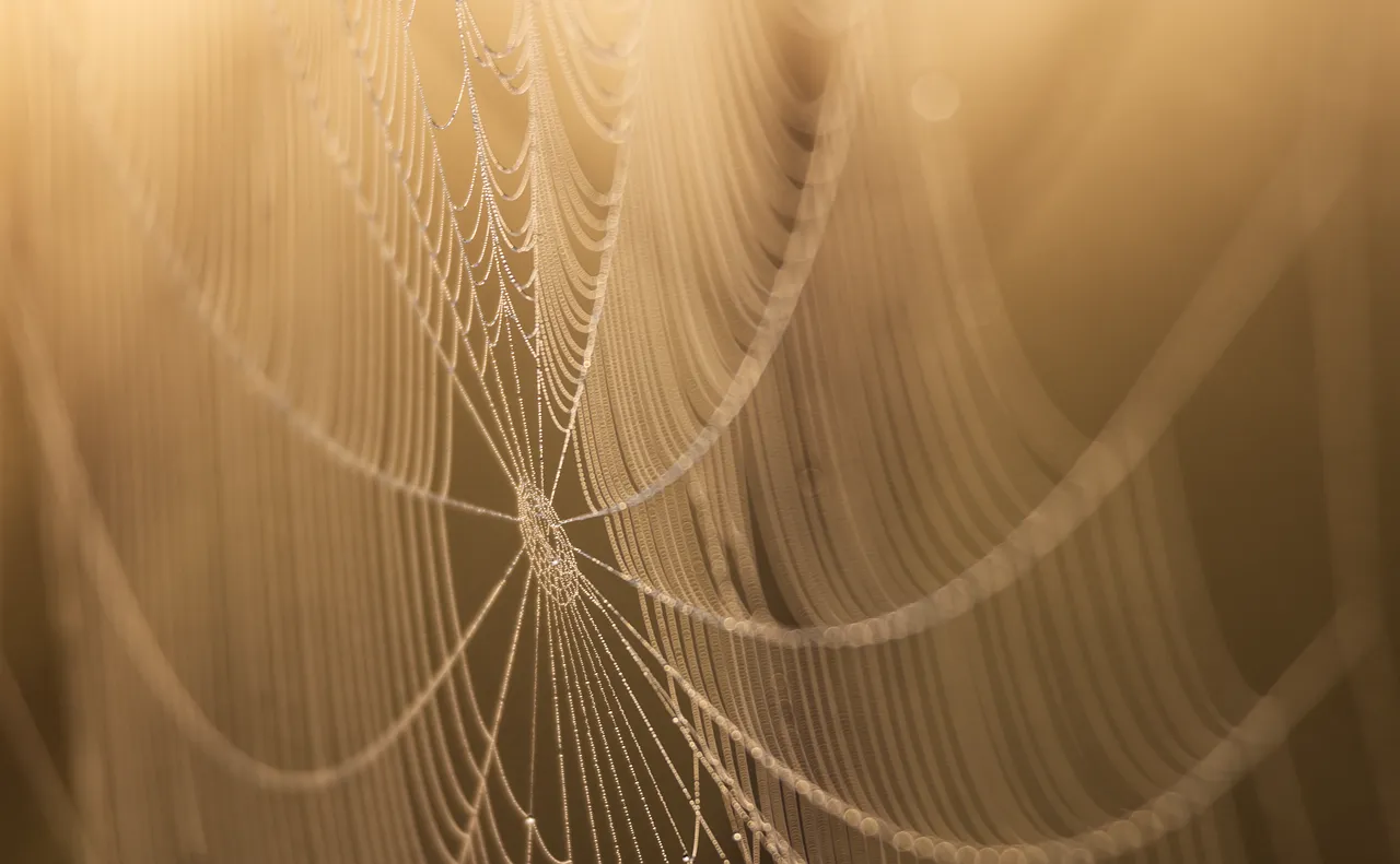 #14 - They Steal From Spiderwebs for Both Food and Building Material (Image Credits: Pixabay)