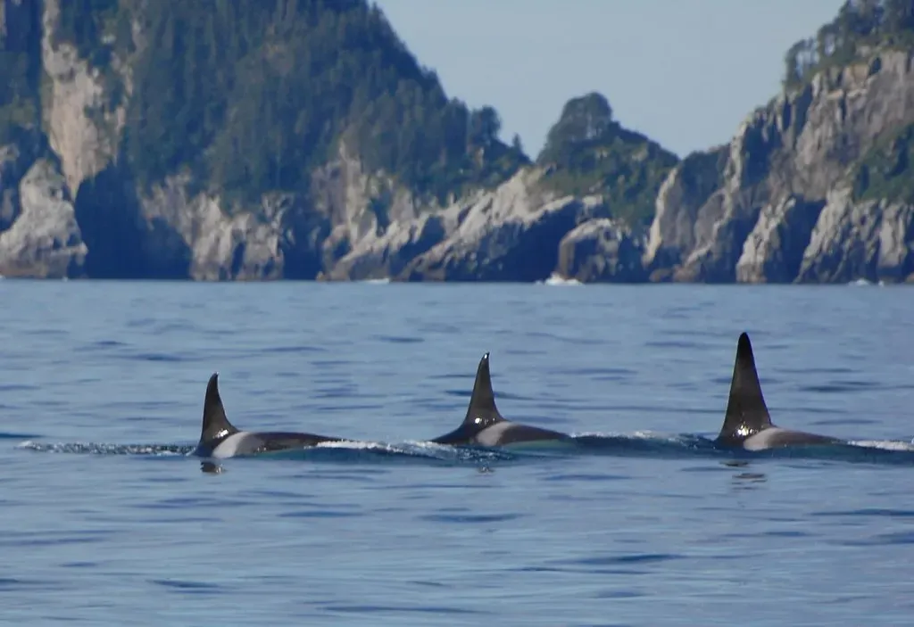 #4: Orca Culture Is Passed Down Through Generations (johnskee, Flickr, CC BY 2.0)