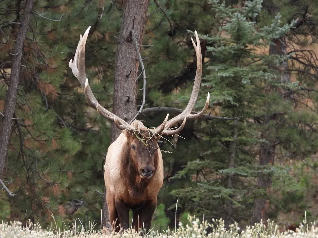 Leo: The Elk (Image Credits: Unsplash)