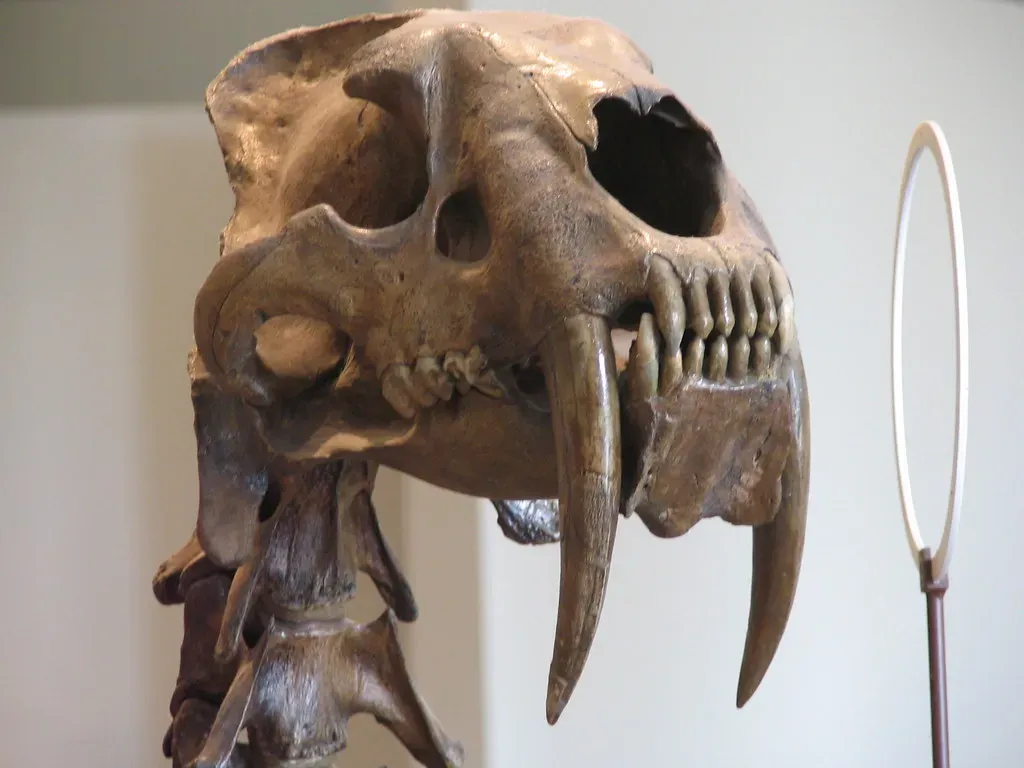 Diego's Legacy: What a Reformed Predator Says About Storytelling (ConspiracyofHappiness, Flickr, CC BY 2.0)