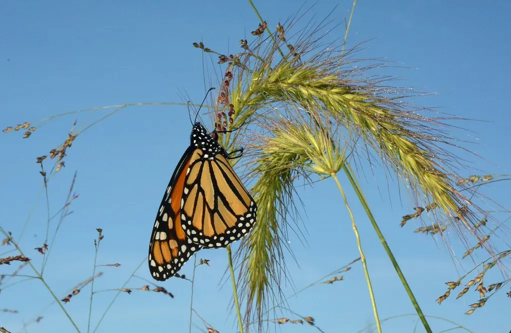 Kansas and the Prairie Corridor (Image Credits: Flickr)