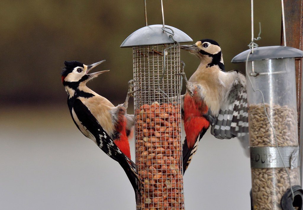 Apply the Rule of Thirds Effectively (Image Credits: Flickr)
