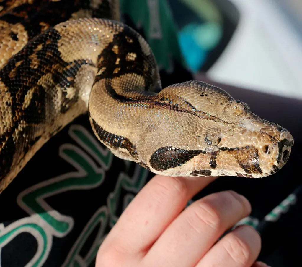 Cancer: The Manipulative Serpent (Image Credits: Flickr)