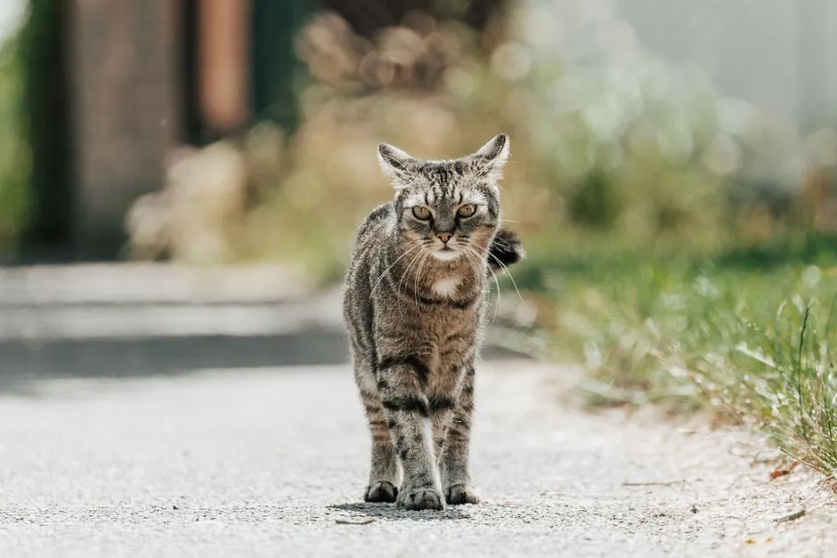 #7 - Walking "Fine" But With a New Gait (Image Credits: Pexels)