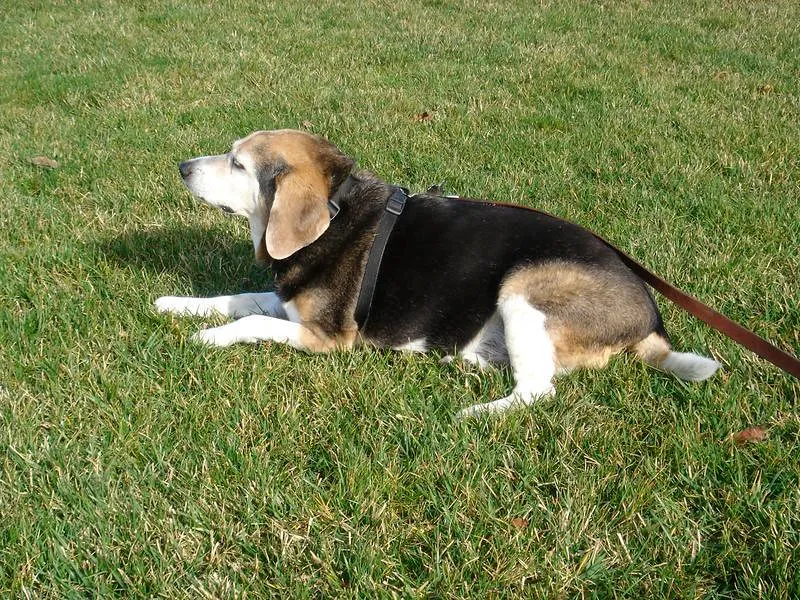 #12 - They Become Strangely Okay With "Doing Less" (AirBeagle, Flickr, CC BY 2.0)