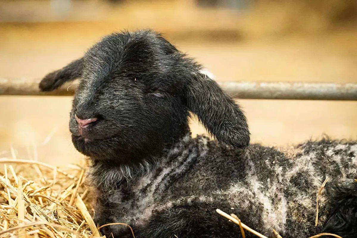 Settling In: From Internet Curiosity to Beloved Resident (Image Credits: Dalscone Farm/Facebook)