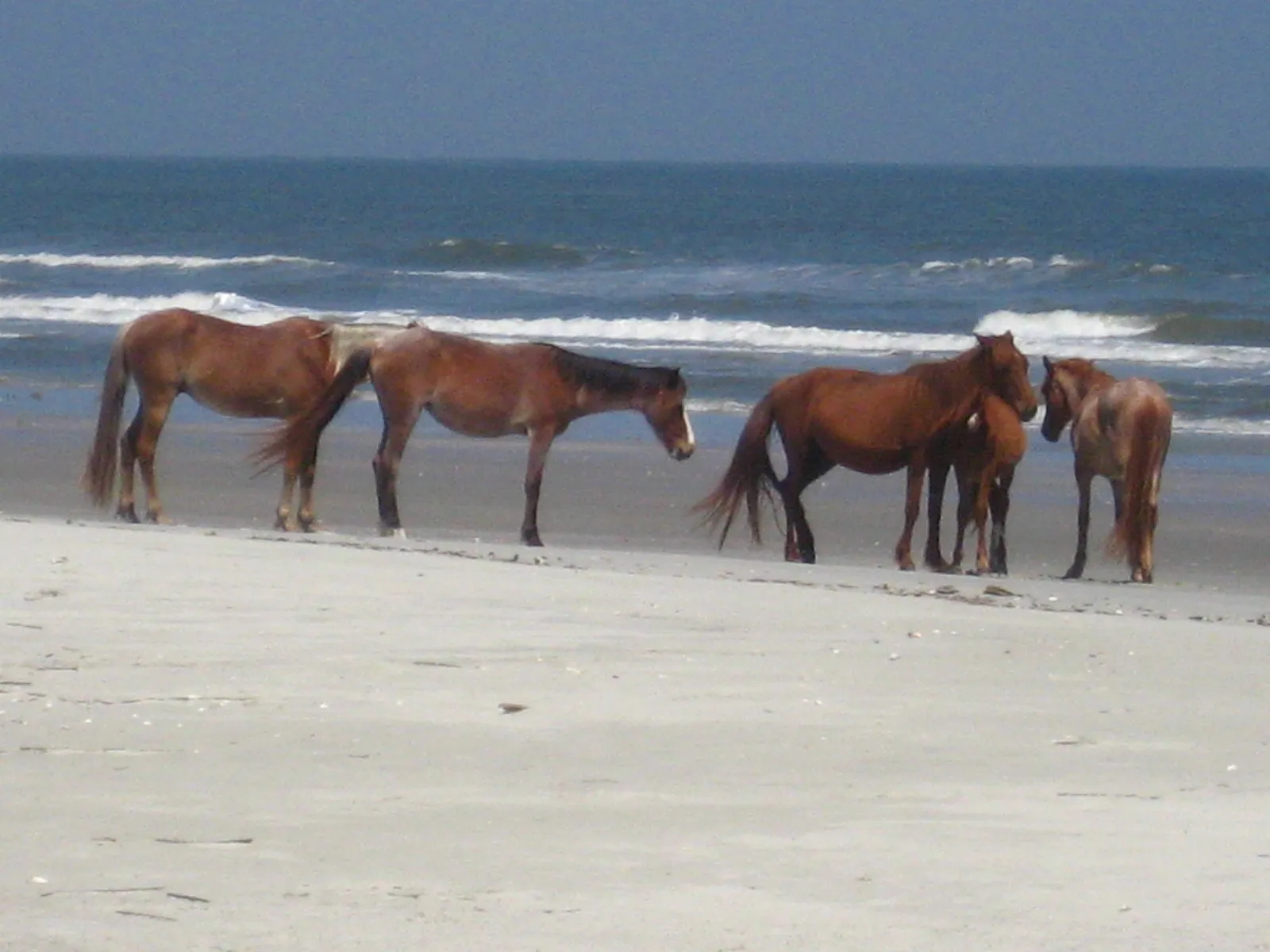 #2: Cumberland Island National Seashore, Georgia - Wild Horses and Empty Beaches (originally posted to Flickr as Horse herd at the beach, CC BY 2.0)