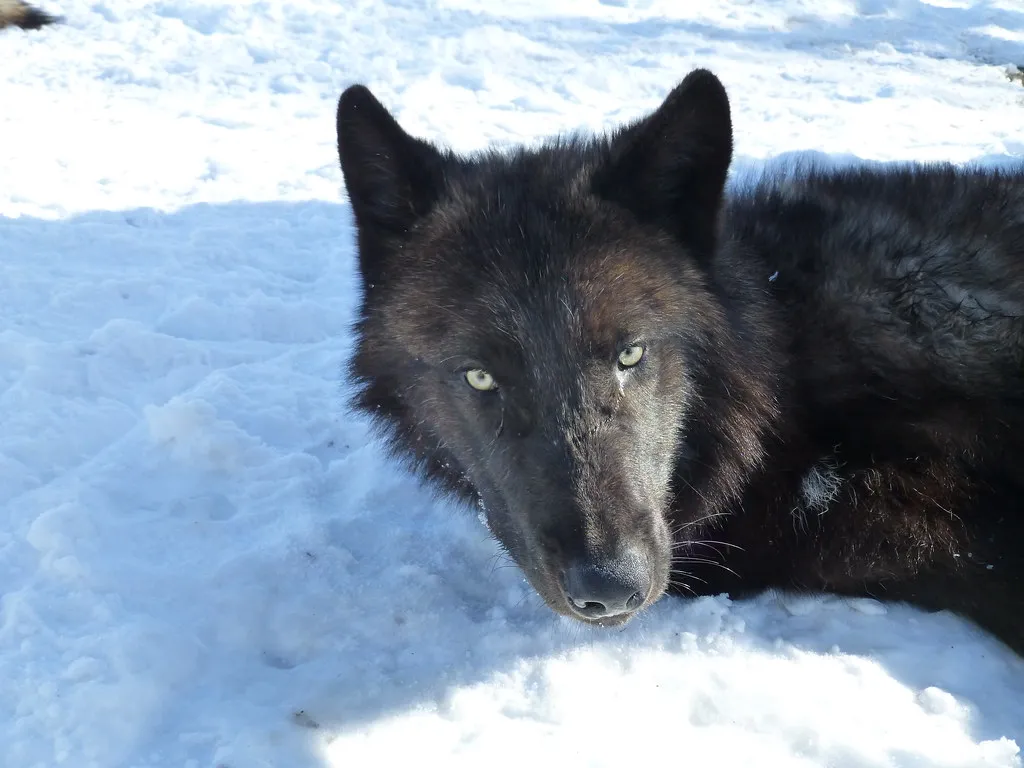 Predator Presence and Vigilance (USFWS Mountain Prairie, Flickr, CC BY 2.0)