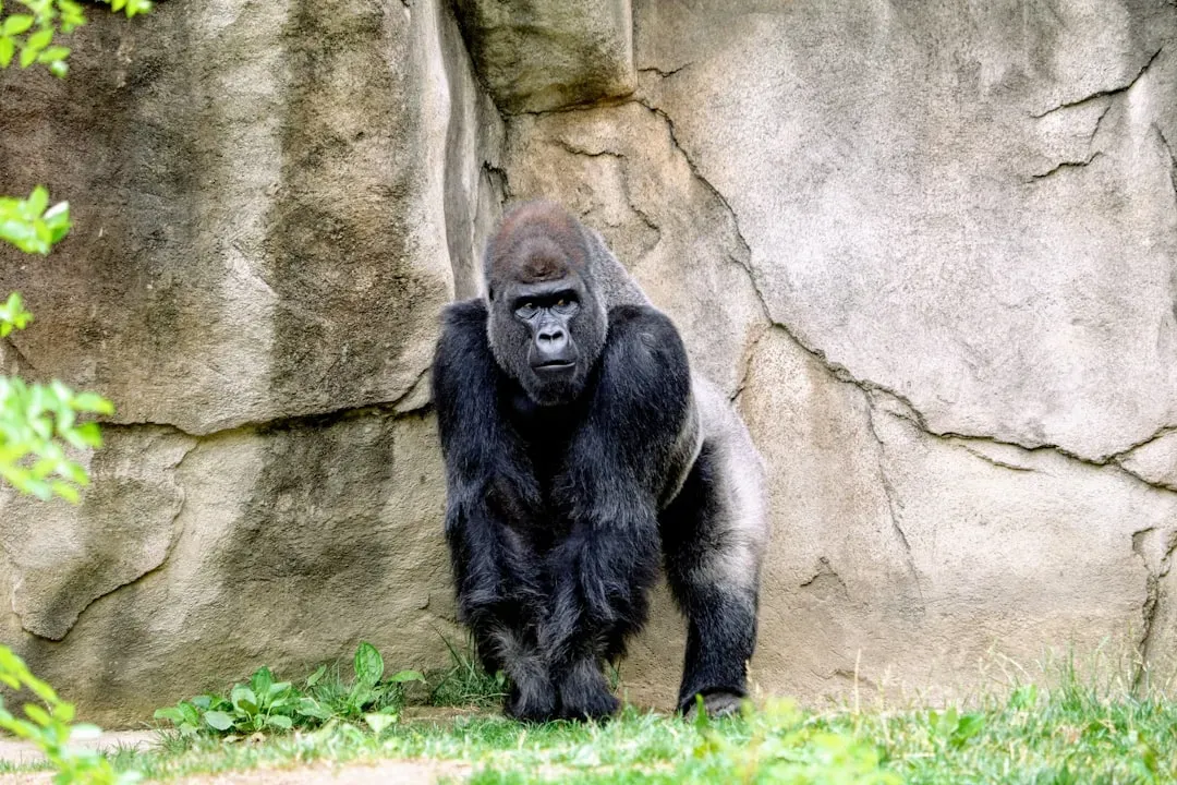 #10 - Gorillas That Remember Their Human Friends (Image Credits: Unsplash)