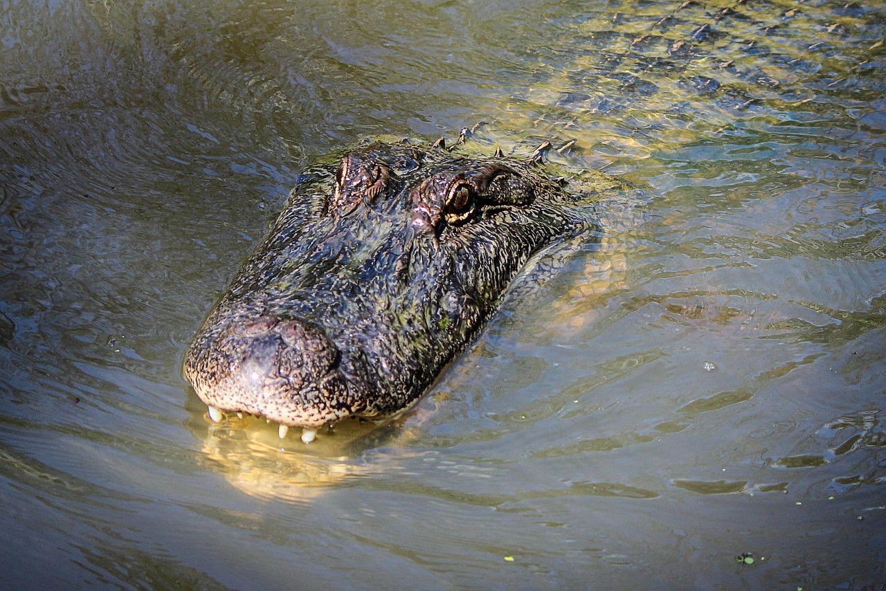 American Alligator: Ancient Survivor's Modern Recovery (Image Credits: Pixabay)