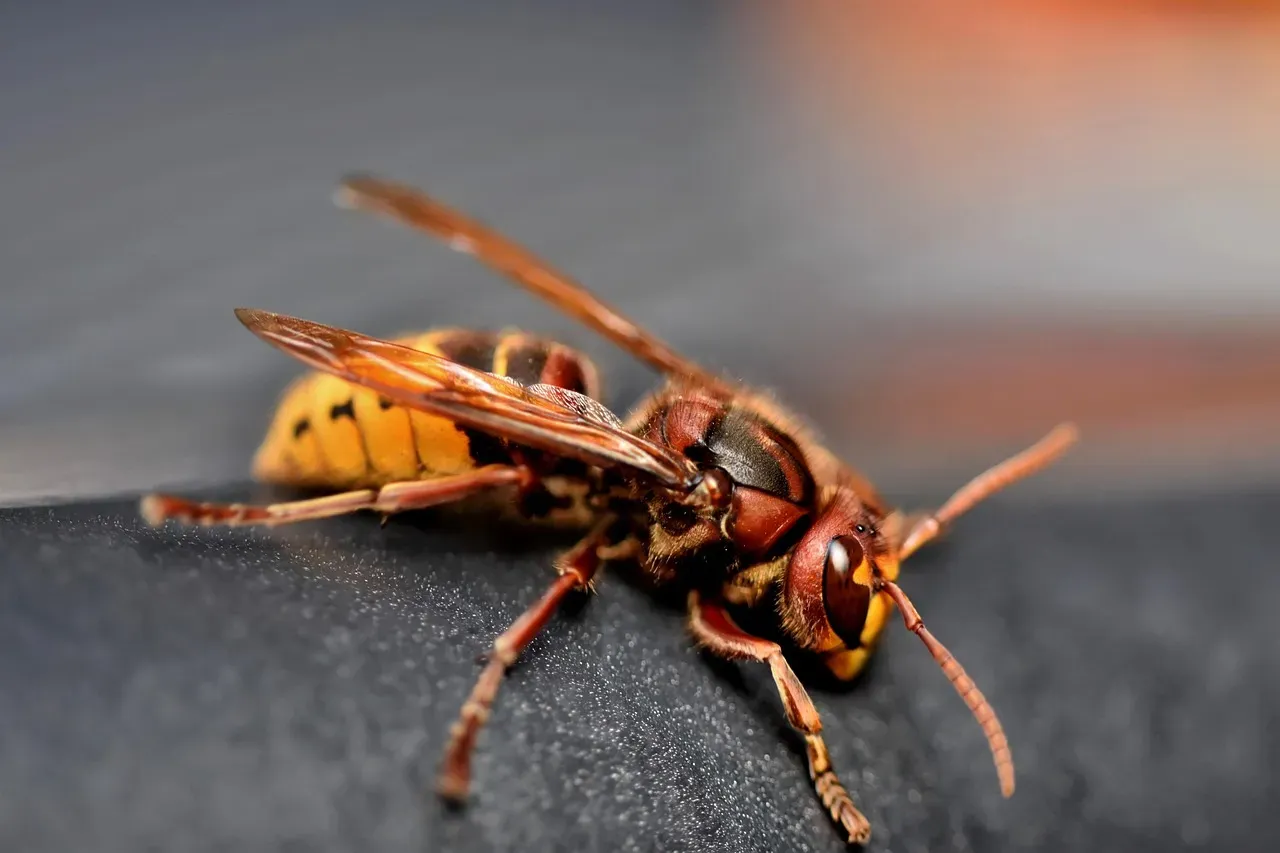 #1. Aries: The Hornet (Image Credits: Pixabay)