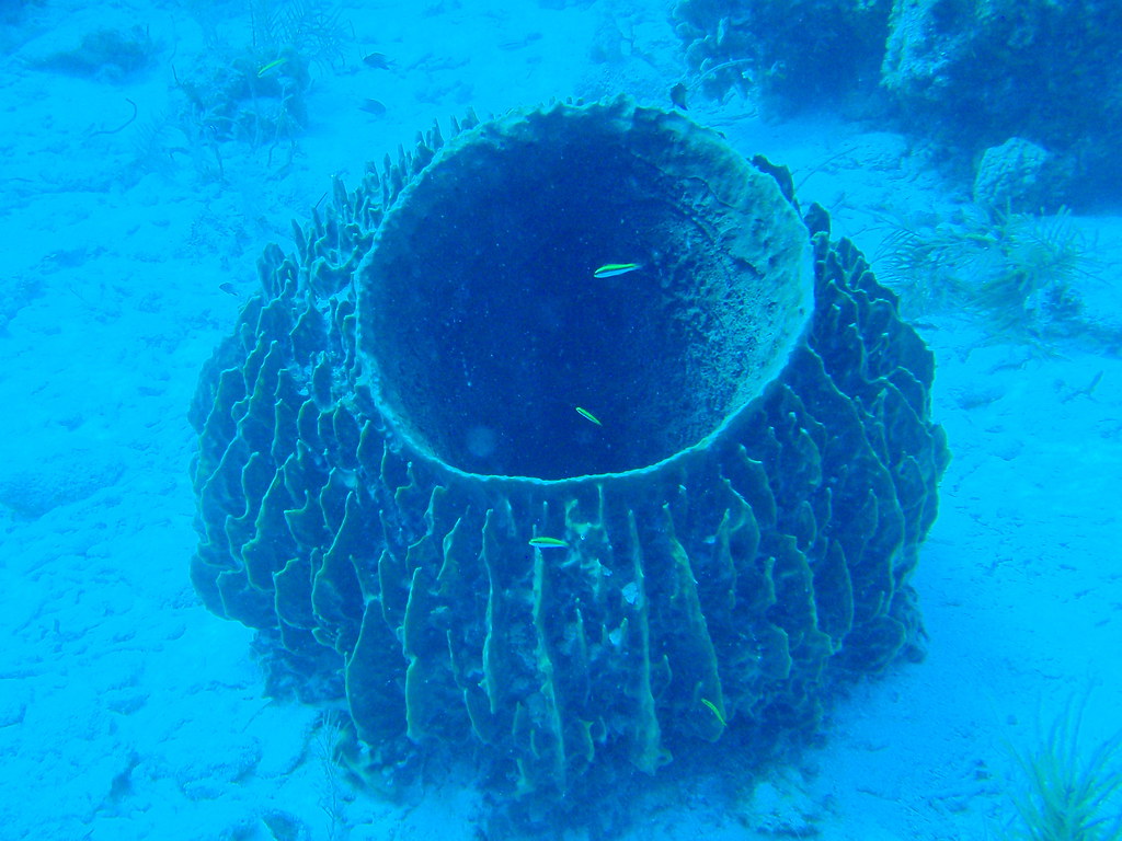 Giant Barrel Sponges: Living Reefs of the Caribbean (Image Credits: Flickr)