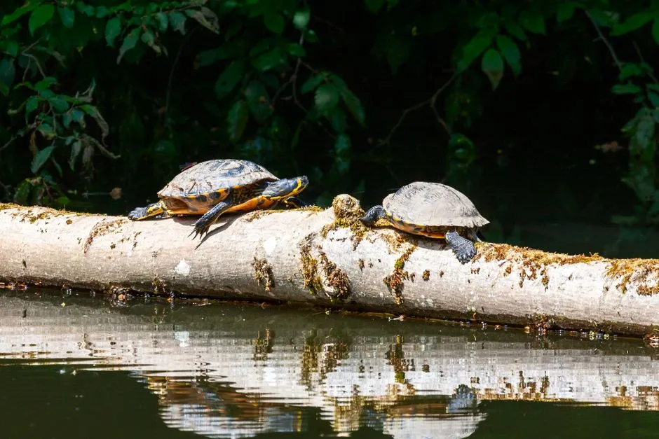 7. Turtles Bask in Your Yard Without Ducking for Cover (Image Credits: Pexels)