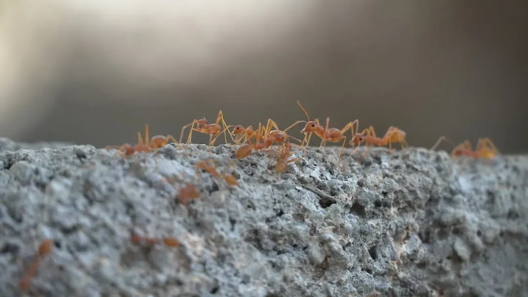 Diatomaceous Earth: The Natural Powder That's Deadly to Ants (Image Credits: Unsplash)