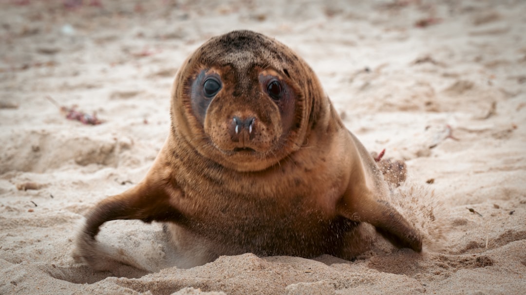 Evidence of Seal Altruism in Action (Image Credits: Unsplash)