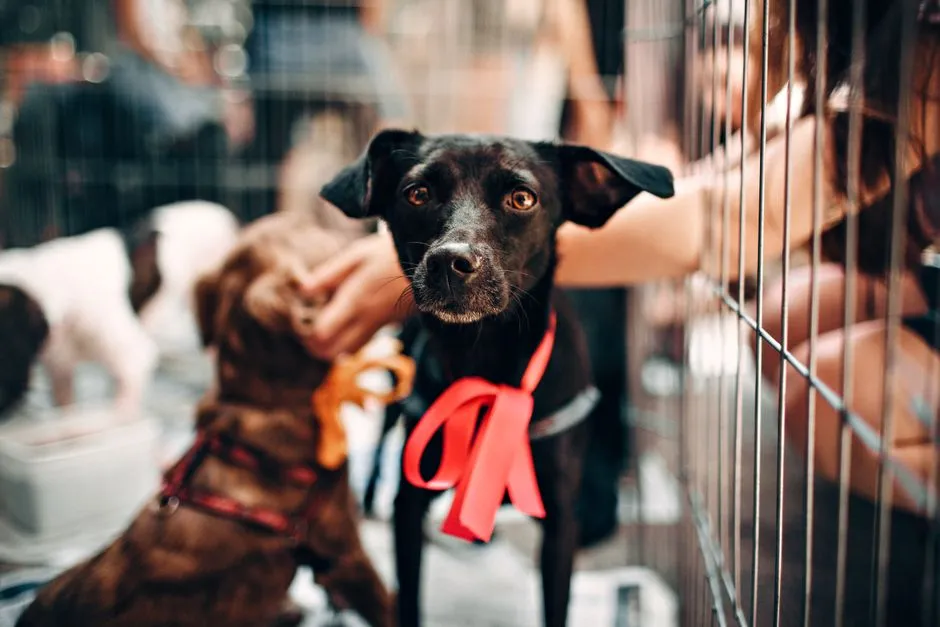 #4 - Black Dogs (Especially Large, Short-Coated Mixes) (Image Credits: Pexels)