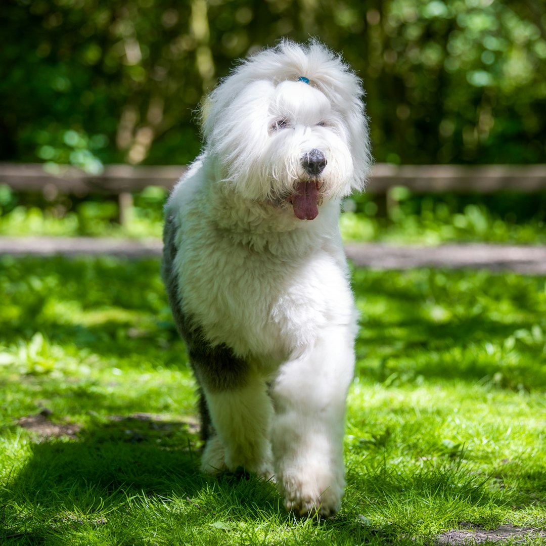 Old English Sheepdogs (Image Credits: Unsplash)