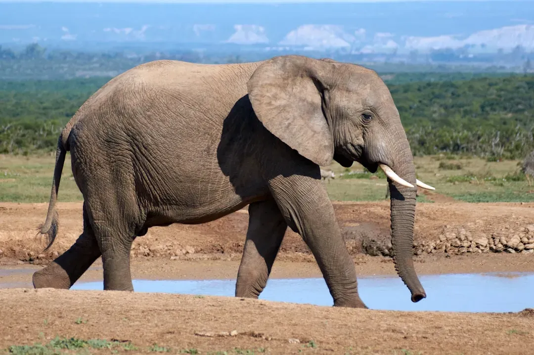 Elephants (Image Credits: Unsplash)