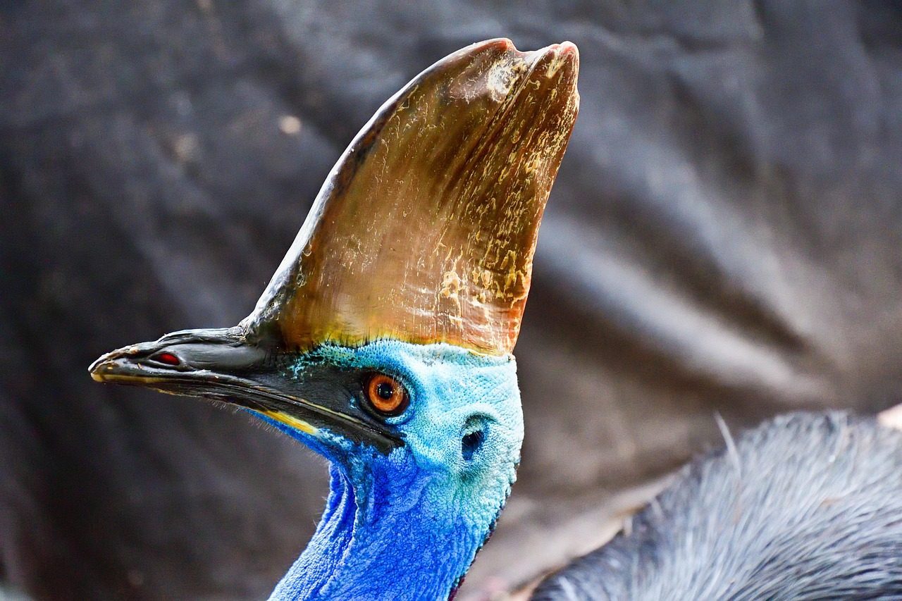 The Cassowary: The Living Dinosaur (Image Credits: Pixabay)