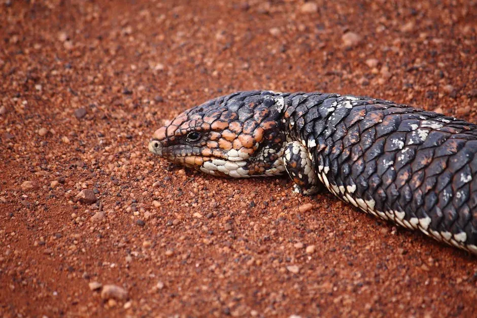 #7. Libra (September 23 – October 22): The Shingleback Lizard (Image Credits: Pexels)