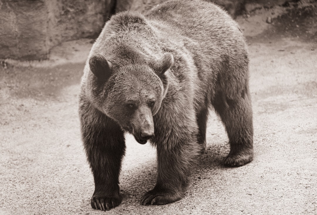 Iroquois Confederation and the Mighty Bear (Image Credits: Unsplash)