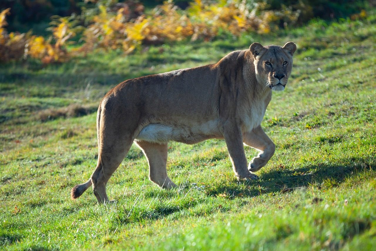 The Strategic Mountain Lion: Master of Patience (Image Credits: Pixabay)