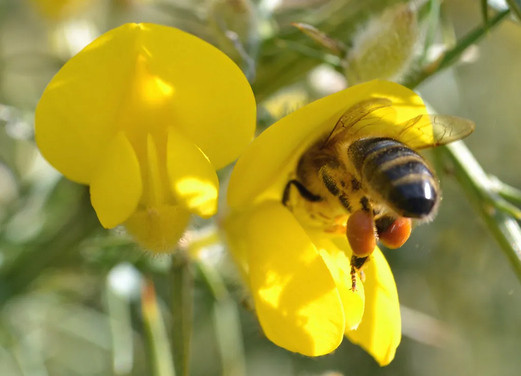 7. Shrubs, Trees, And Hedges As Shelter And Food Sources (conall.., Flickr, CC BY 2.0)