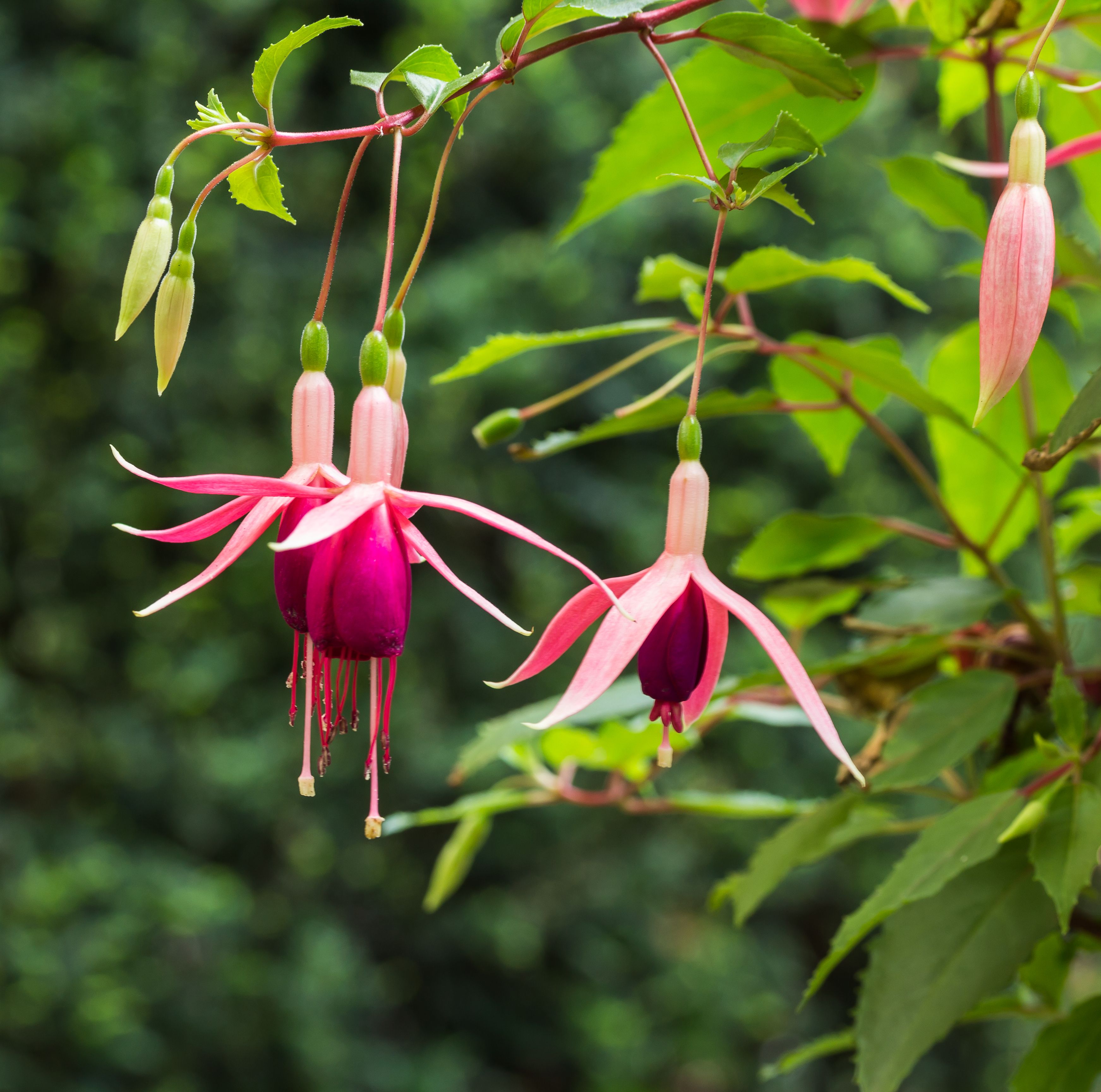 5. Fuchsias - The Elegant Danglers (Image Credits: Wikimedia)