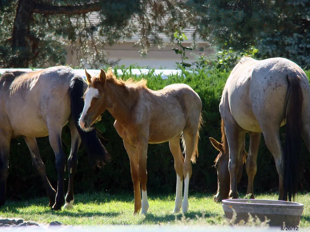 #12 - Romanticizing Keeping a Horse at Home (YoungerLooking, Flickr, CC BY 2.0)