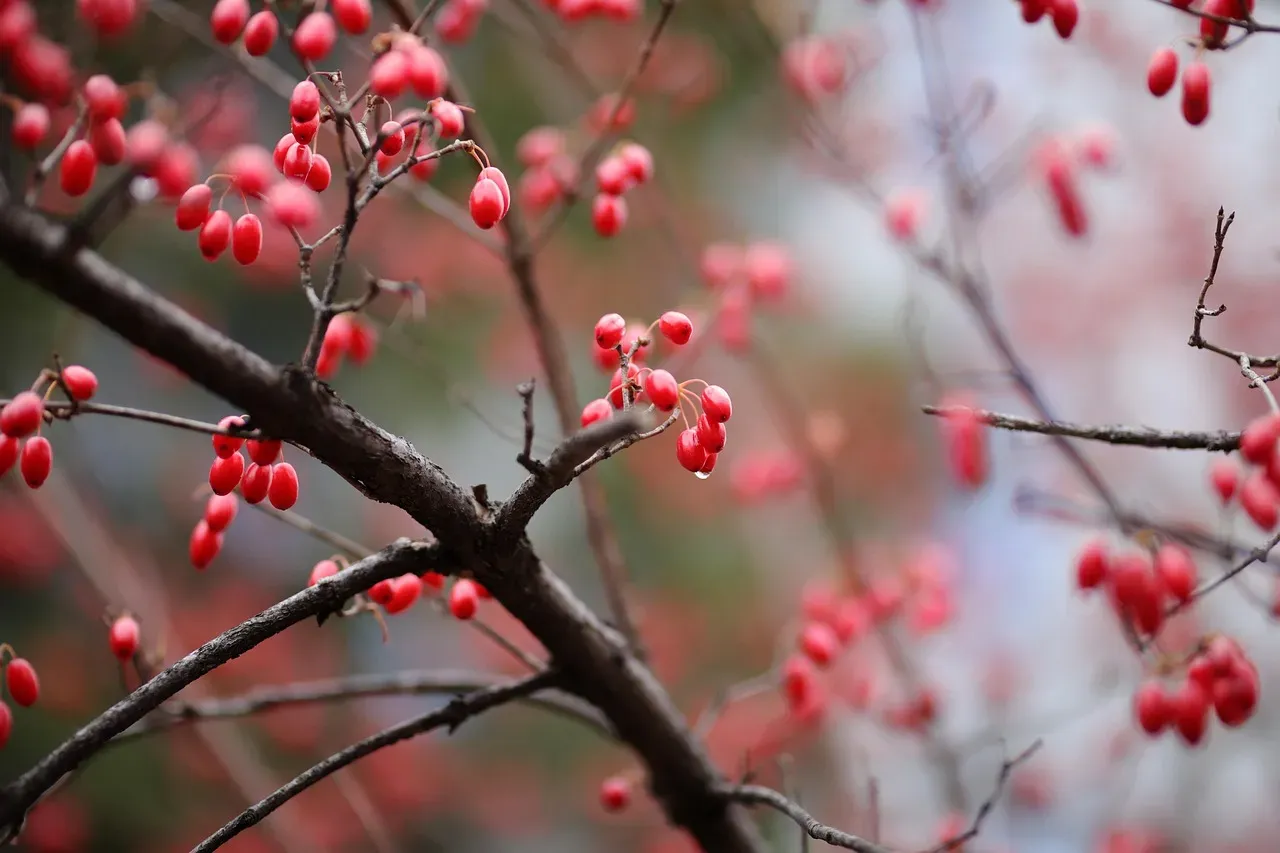Flowering Dogwood: Berries and Blossoms Galore (Image Credits: Pixabay)