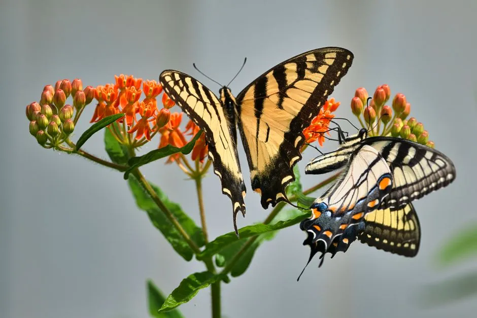 #3 Butterfly Weed (Asclepias tuberosa) (Image Credits: Pexels)