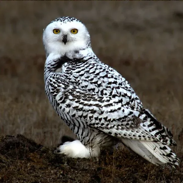 Frozen Tundra and the Ghostly Snowy Owl (Image Credits: Wikimedia)