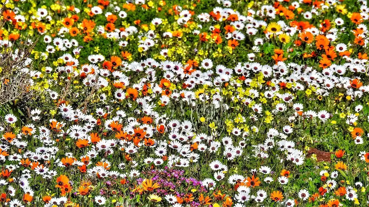 #8. The Namaqualand Daisy (South Africa's Desert Spectacle) (Image Credits: Pixabay)