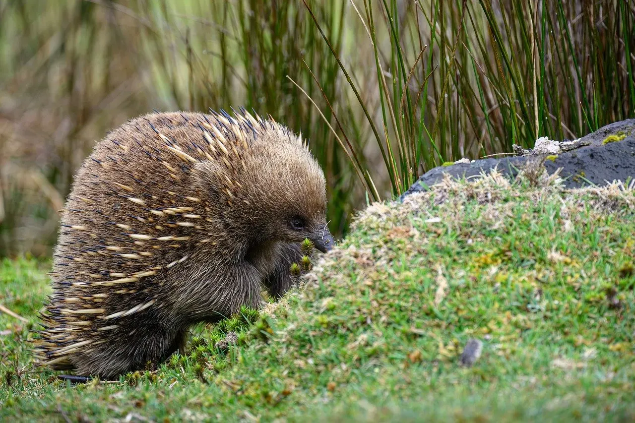 Native Grasses: The Unsung Heroes of Wildlife Habitat (Image Credits: Pixabay)