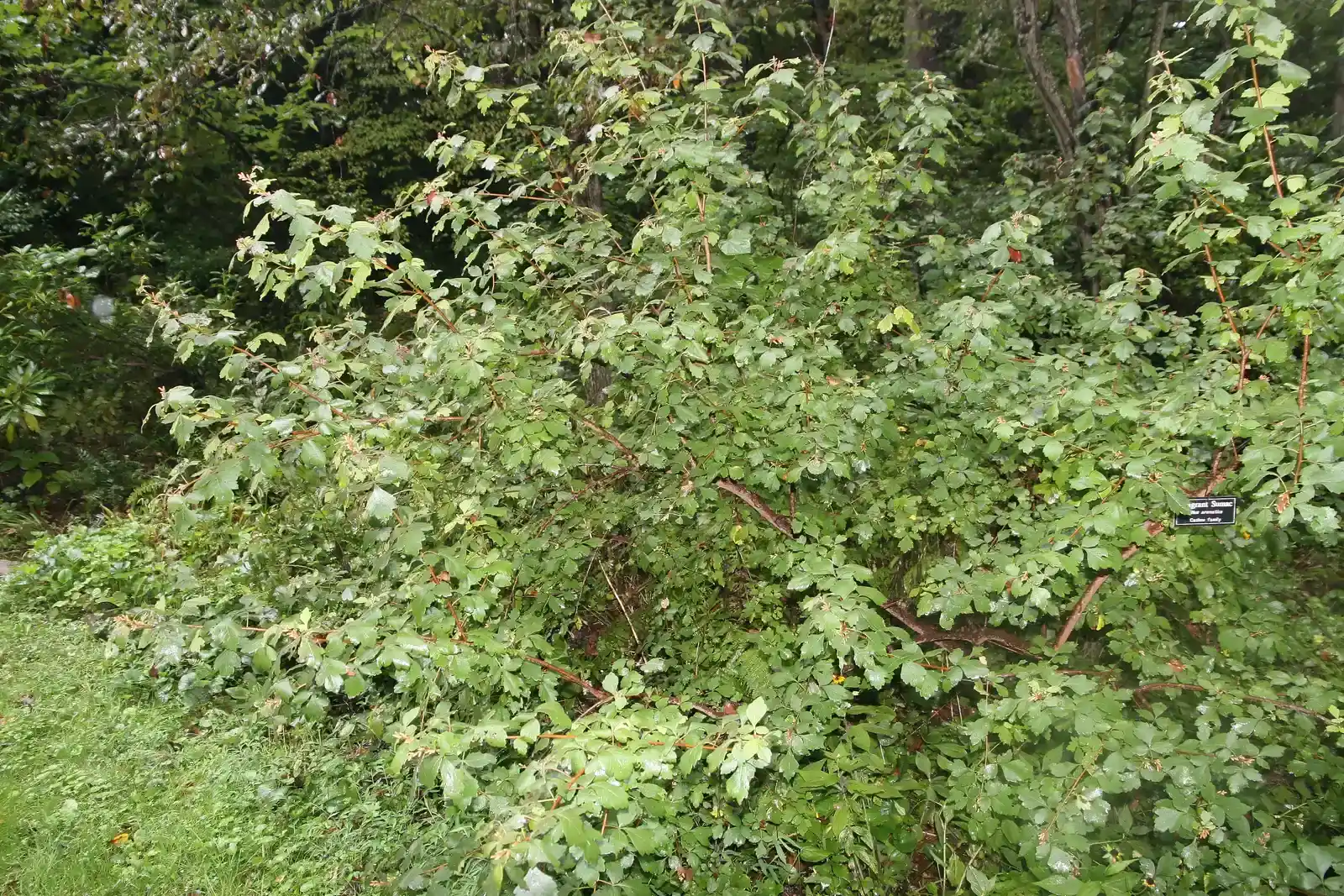 Fragrant Sumac (Rhus aromatica) (By Photo by David J. Stang, CC BY-SA 4.0)