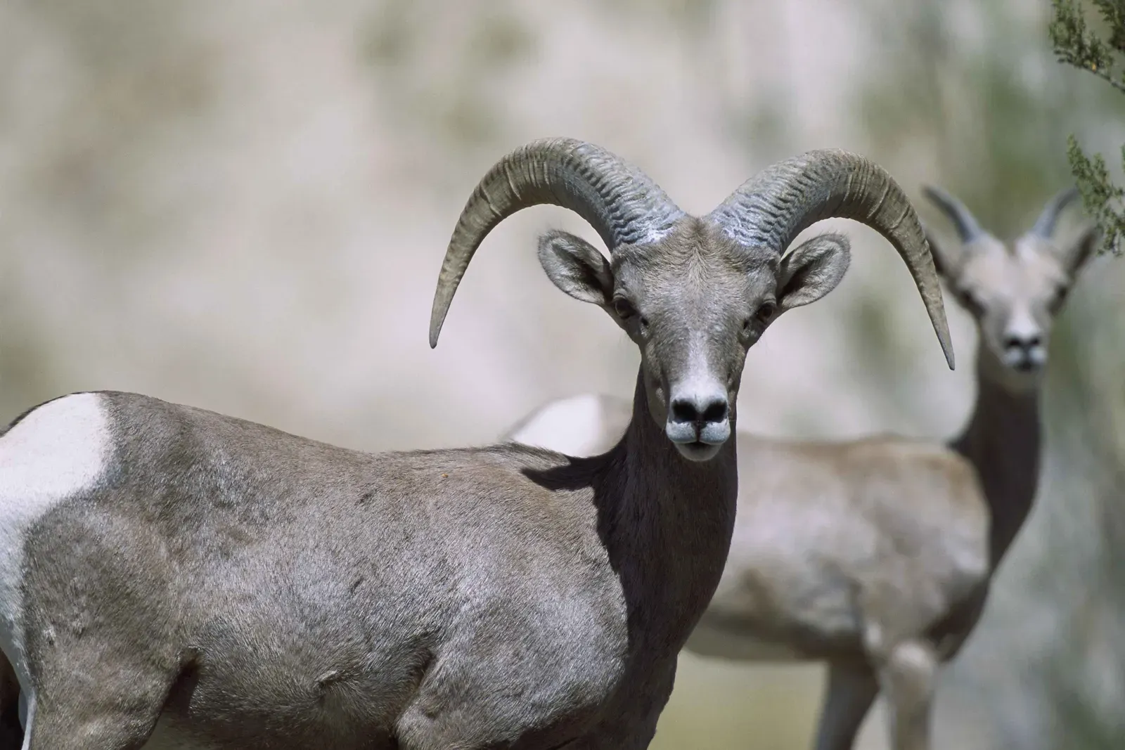 Their Range Spans Multiple Desert Ecosystems (Image Credits: Wikimedia)