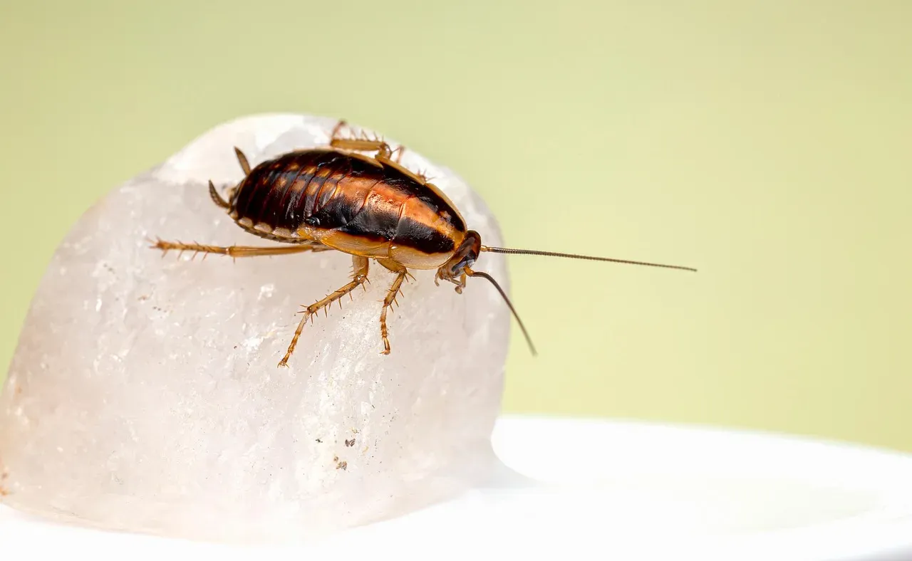 Cockroaches: The Kitchen Nightmare with a Toxic Secret (Image Credits: Pixabay)